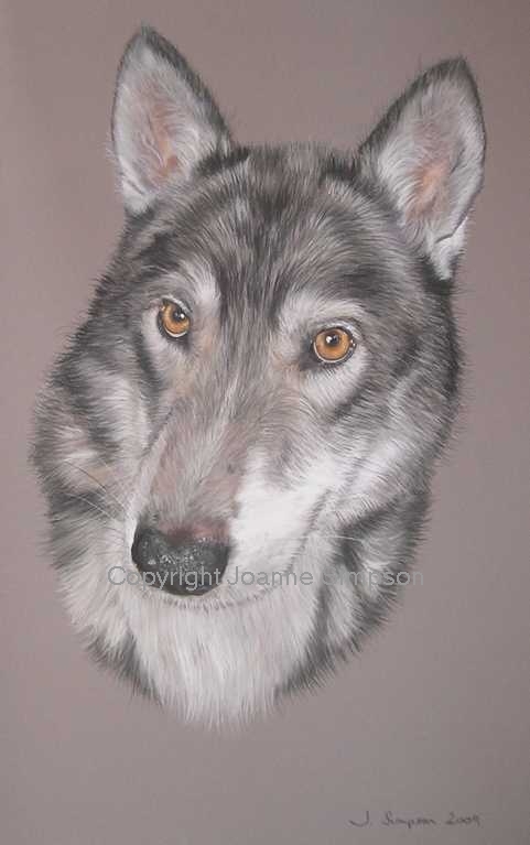 Siberian Husky pet portrait by Joanne Simpson